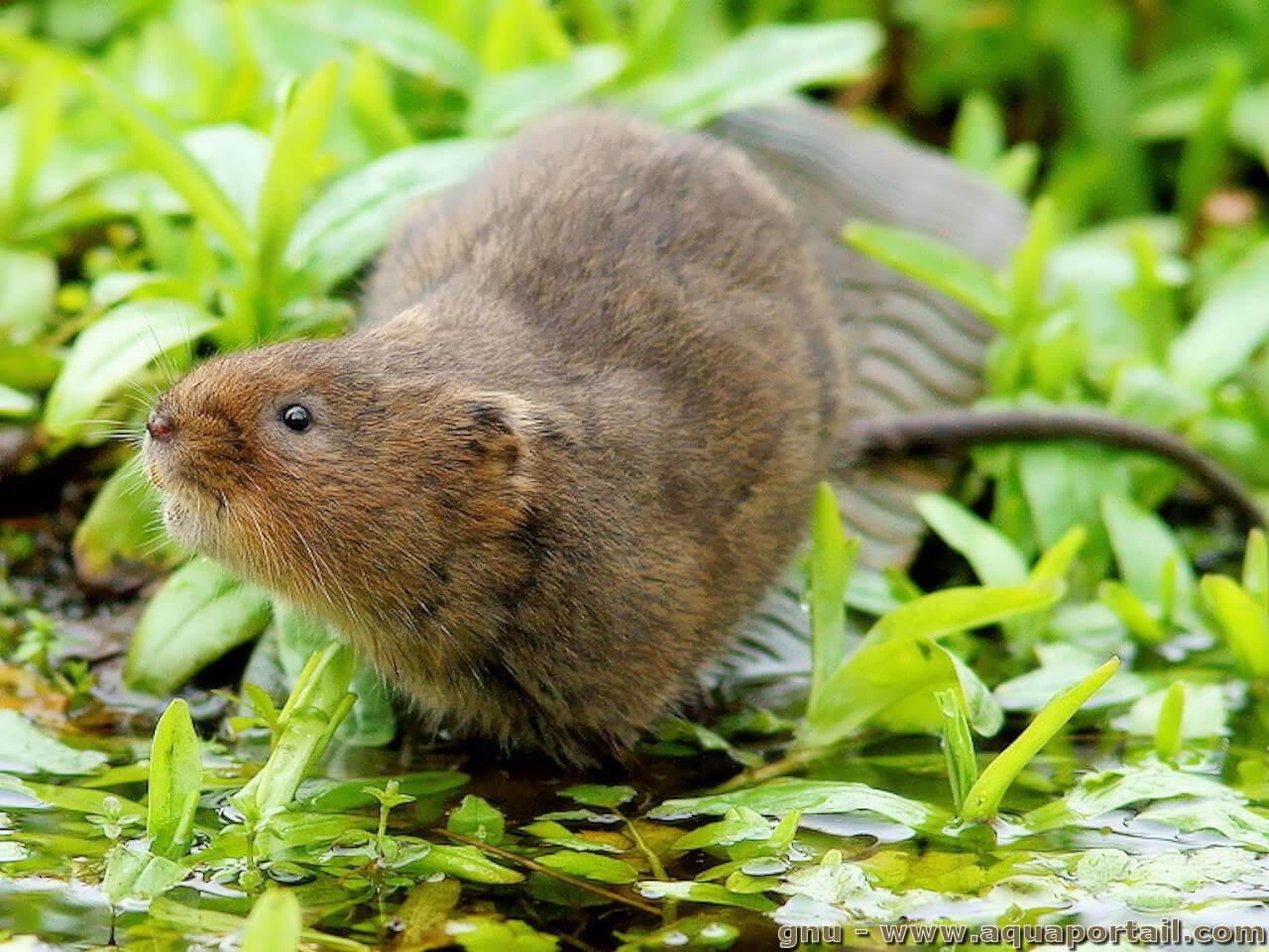 Les vertébrés déprédateurs  C1-2025